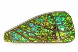 Iridescent Ammolite (Fossil Ammonite Shell) - Greens & Blues #336282-1